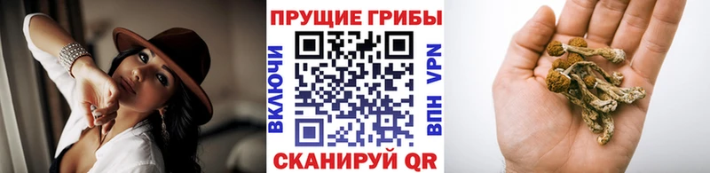 darknet наркотические препараты  Ирбит  Галлюциногенные грибы Magic Shrooms 
